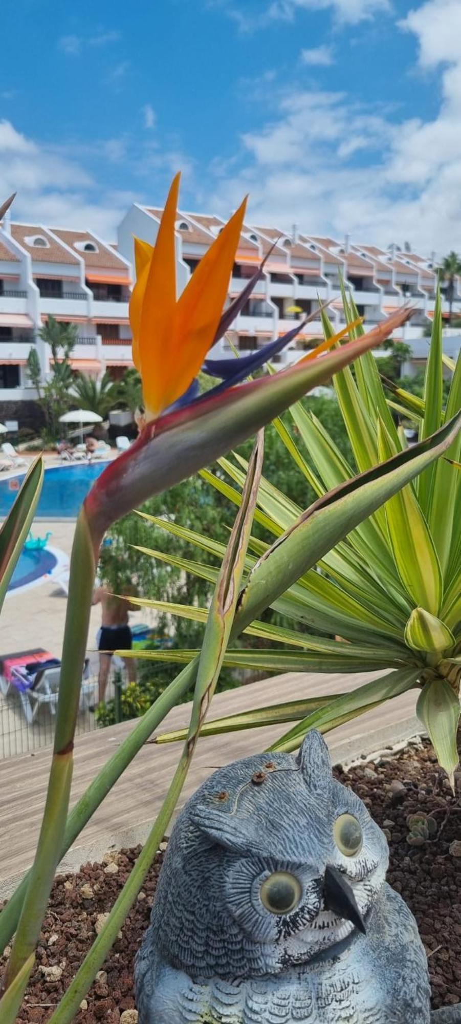 Parque Santiago I Stunning Brand New Apt 2 Bedroom Playa De Las Americas Exterior foto